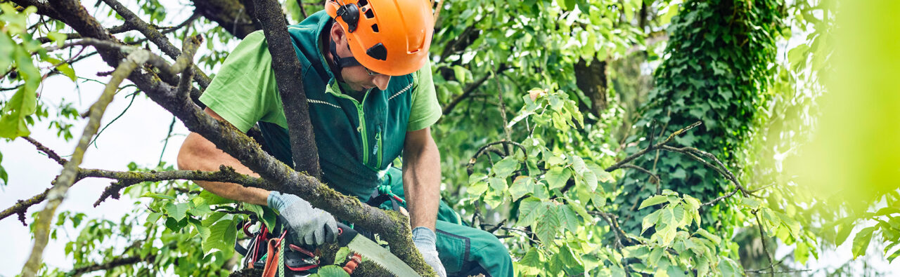 Tree Cutting Service | Tree Trimming Services - Western Sydney