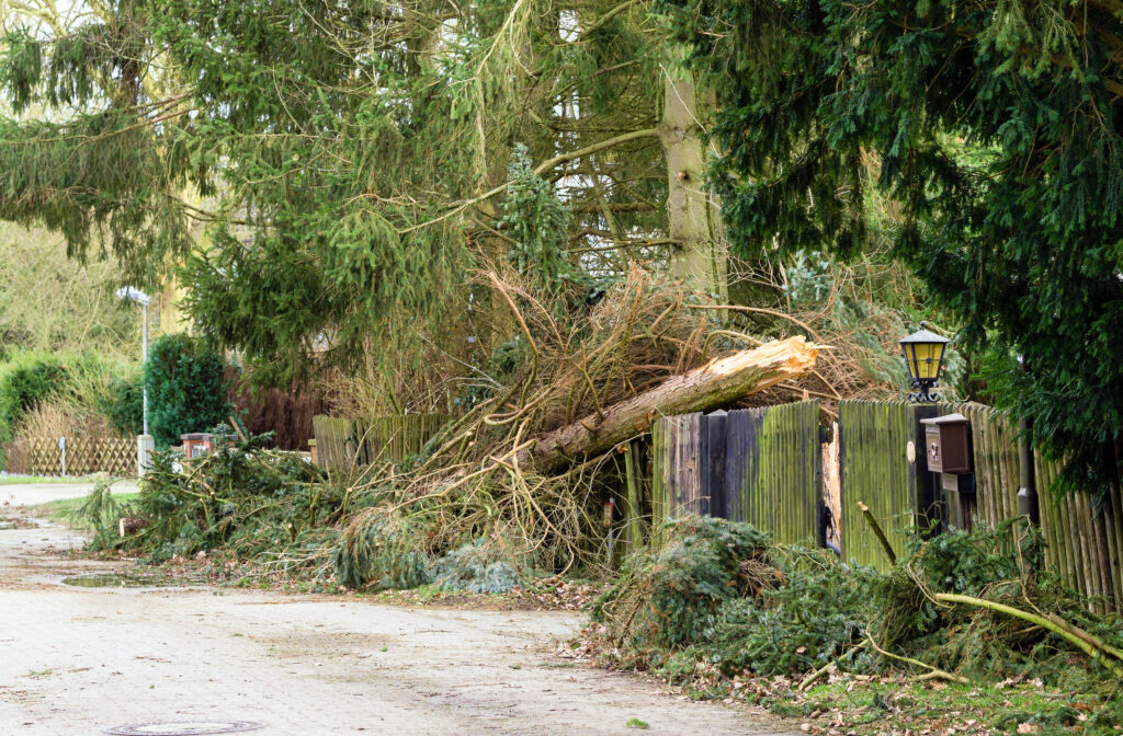 Storm Damage Cleanup | Tree Removal - Western Sydney